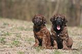 BRIARD 174